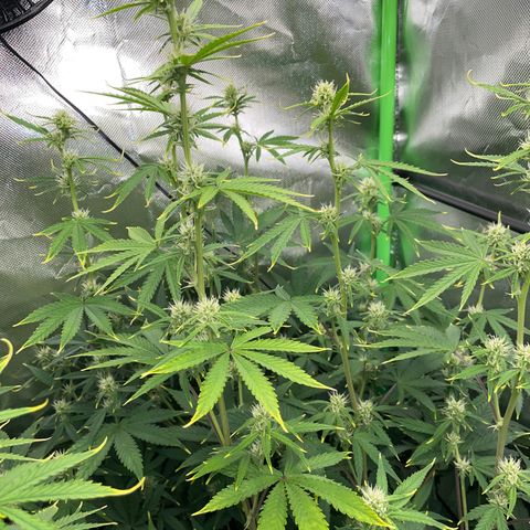 Ganja Runtz Auto - by Killicz growlog timeline photo