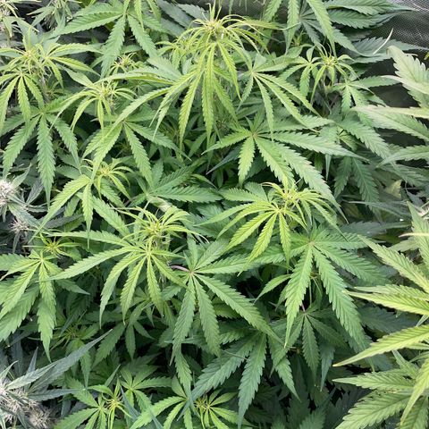 HulkBerry Automatic - by Killicz growlog timeline photo