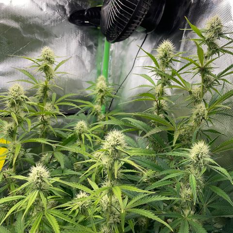 Papaya Dragon Auto - by Killicz growlog timeline photo