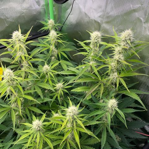 Papaya Dragon Auto - by Killicz growlog timeline photo