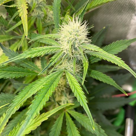Papaya Dragon Auto - by Killicz growlog timeline photo