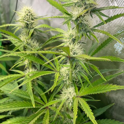 Papaya Dragon Auto - by Killicz growlog timeline photo