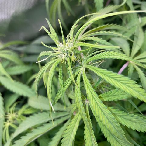 HulkBerry Automatic - by Killicz growlog timeline photo