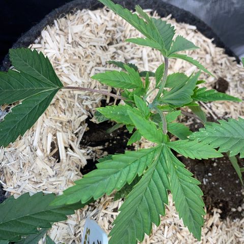 Tropicana Cookies - by Killicz growlog timeline photo