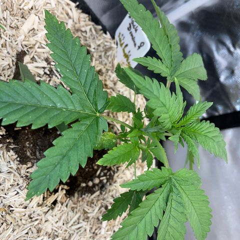 Black Domina - by Killicz growlog timeline photo