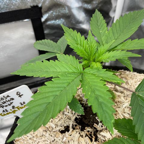 Mimosa Zkittlez Fast - by Killicz growlog timeline photo