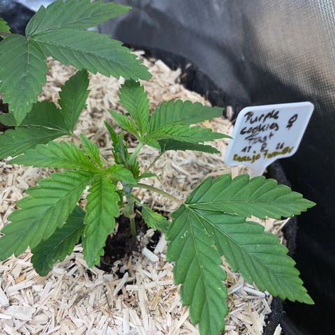 Purple Cookies Fast - by Killicz growlog timeline photo