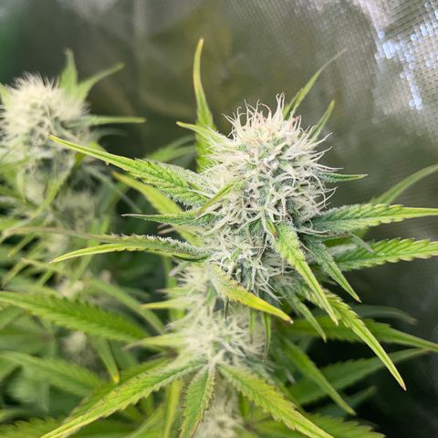 Papaya Dragon Auto - by Killicz growlog timeline photo