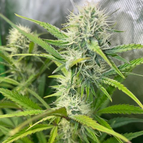 Papaya Dragon Auto - by Killicz growlog timeline photo