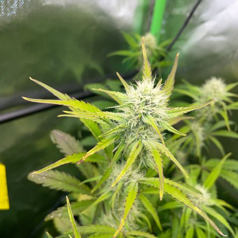 Papaya Dragon Auto - by Killicz growlog timeline photo