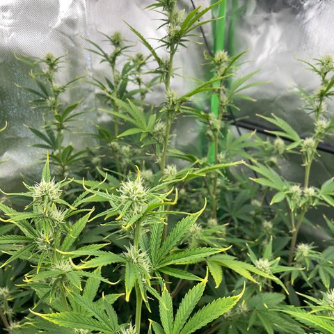 Ganja Runtz Auto - by Killicz growlog timeline photo