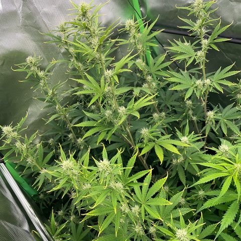 Ganja Runtz Auto - by Killicz growlog timeline photo