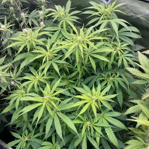 HulkBerry Automatic - by Killicz growlog timeline photo