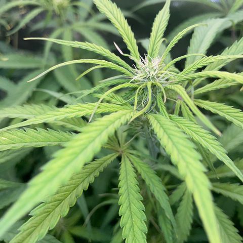 HulkBerry Automatic - by Killicz growlog timeline photo