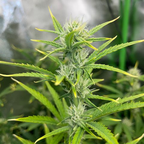 Ganja Runtz Auto - by Killicz growlog timeline photo
