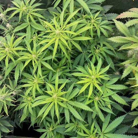 HulkBerry Automatic - by Killicz growlog timeline photo
