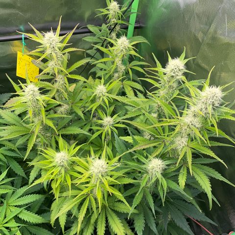 Papaya Dragon Auto - by Killicz growlog timeline photo