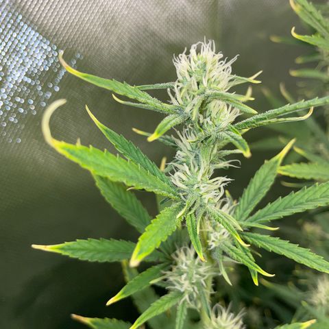 Ganja Runtz Auto - by Killicz growlog timeline photo