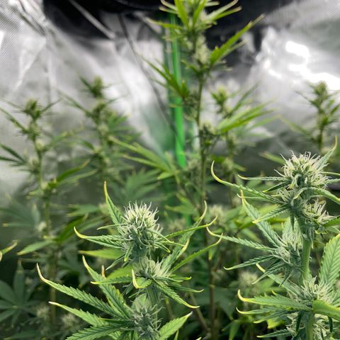 Ganja Runtz Auto - by Killicz growlog timeline photo