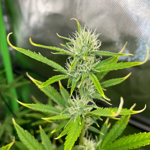 Ganja Runtz Auto - by Killicz growlog timeline photo
