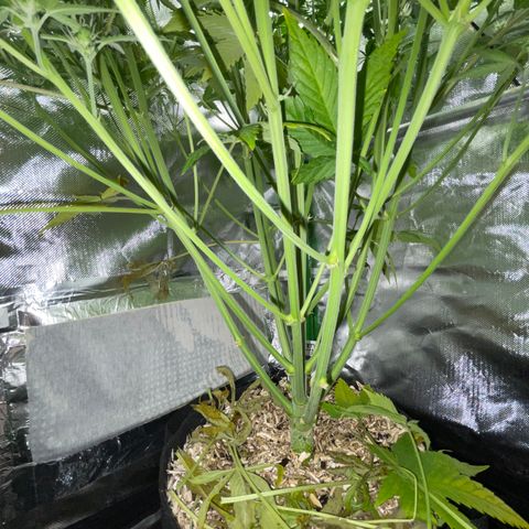 Ganja Runtz Auto - by Killicz growlog timeline photo