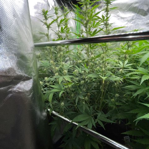 Ganja Runtz Auto - by Killicz growlog timeline photo