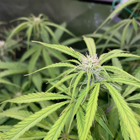 HulkBerry Automatic - by Killicz growlog timeline photo