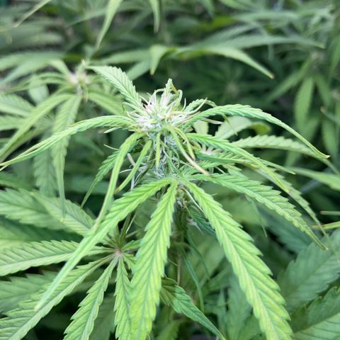 HulkBerry Automatic - by Killicz growlog timeline photo