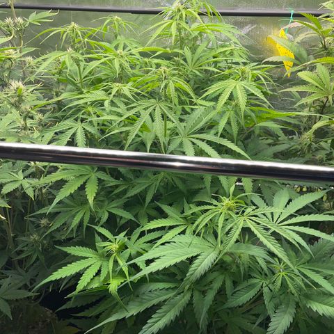 HulkBerry Automatic - by Killicz growlog timeline photo