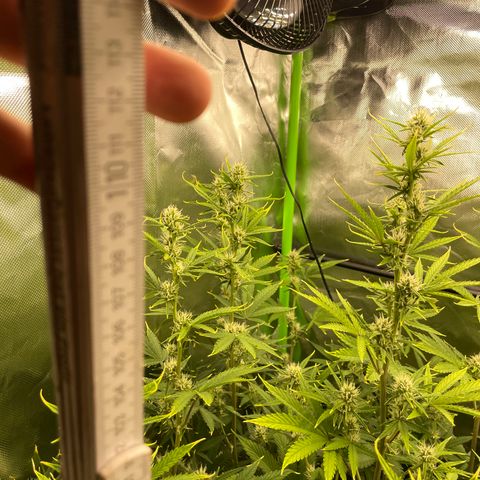 Ganja Runtz Auto - by Killicz growlog timeline photo