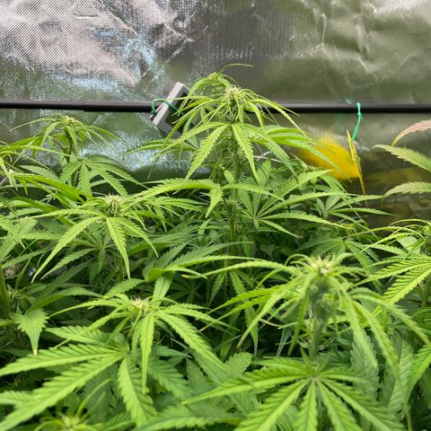 HulkBerry Automatic - by Killicz growlog timeline photo