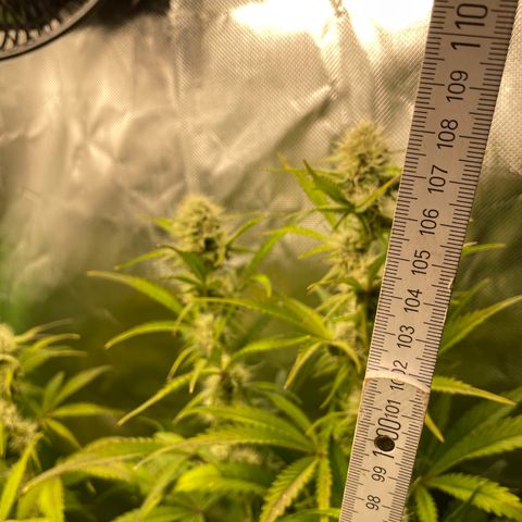 Papaya Dragon Auto - by Killicz growlog timeline photo