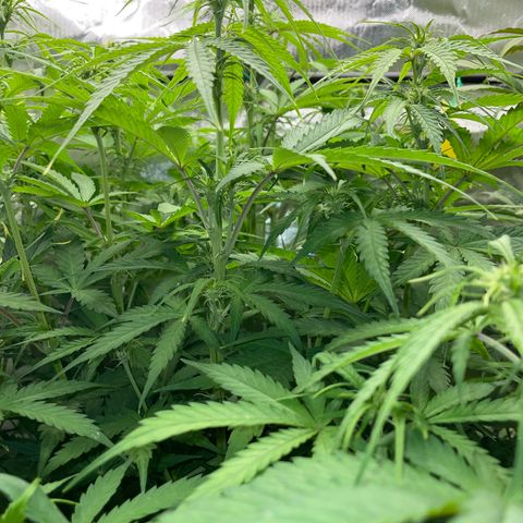 HulkBerry Automatic - by Killicz growlog timeline photo