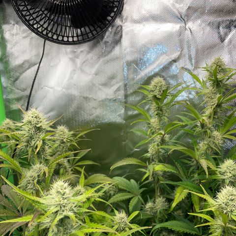 Papaya Dragon Auto - by Killicz growlog timeline photo