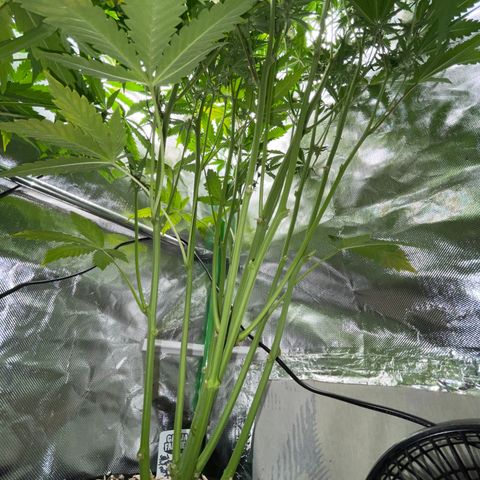 Papaya Dragon Auto - by Killicz growlog timeline photo