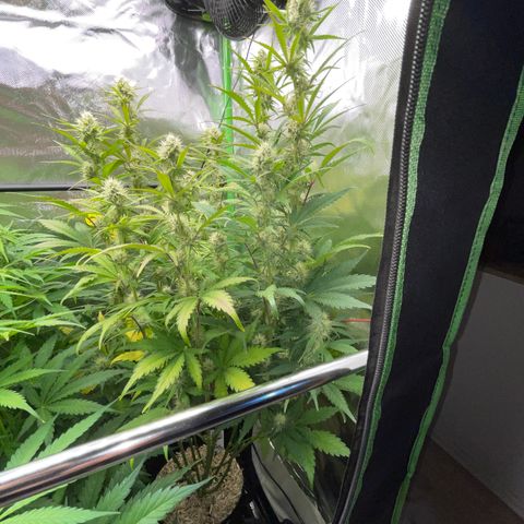 Papaya Dragon Auto - by Killicz growlog timeline photo