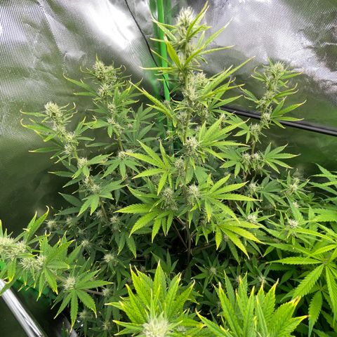 Ganja Runtz Auto - by Killicz growlog timeline photo