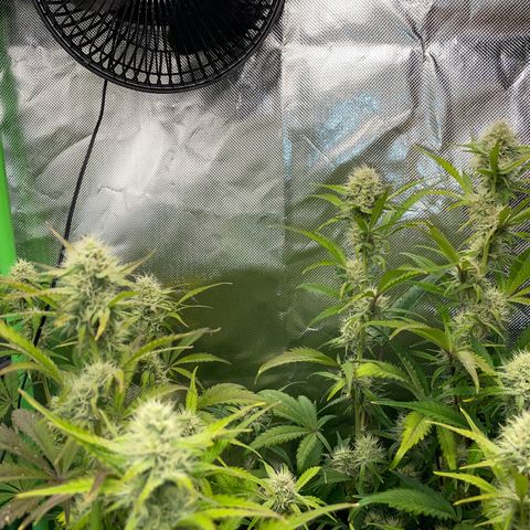 Papaya Dragon Auto - by Killicz growlog timeline photo
