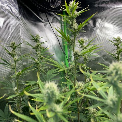 Ganja Runtz Auto - by Killicz growlog timeline photo