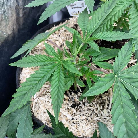Tropicana Cookies - by Killicz growlog timeline photo