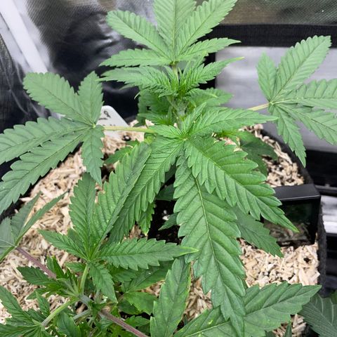 Black Domina - by Killicz growlog timeline photo