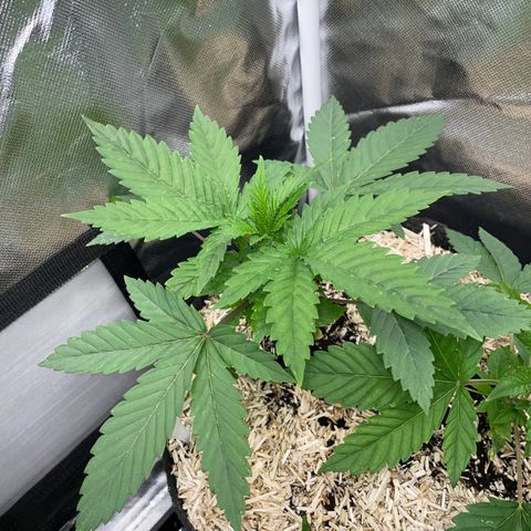 Mimosa Zkittlez Fast - by Killicz growlog timeline photo