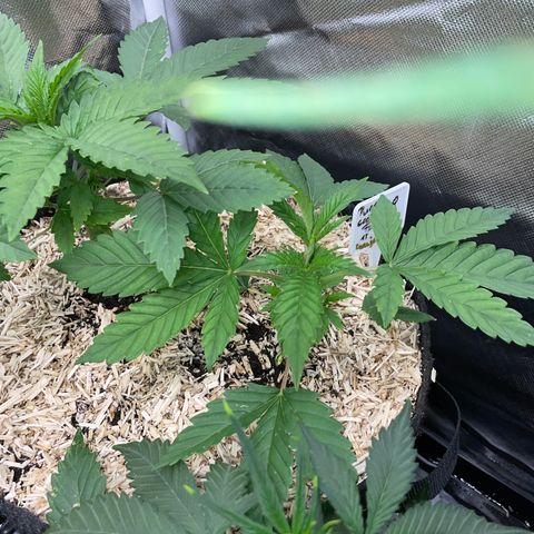 Purple Cookies Fast - by Killicz growlog timeline photo