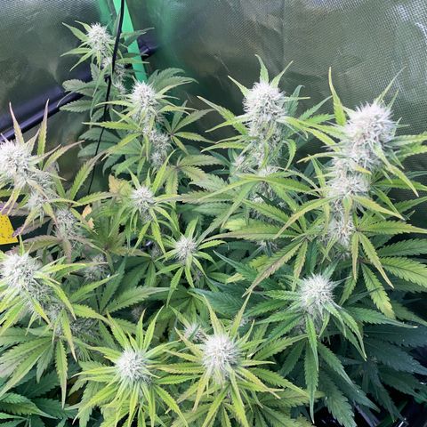 Foto de la cronología del growlog de Papaya Dragon Auto - by Killicz