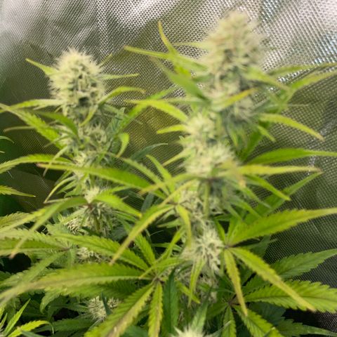 Foto de la cronología del growlog de Papaya Dragon Auto - by Killicz