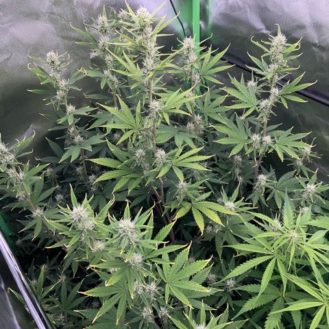 Ganja Runtz Auto - by Killicz growlog timeline photo