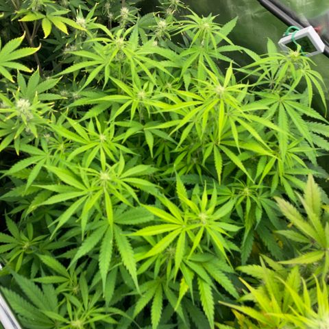 HulkBerry Automatic - by Killicz growlog timeline photo