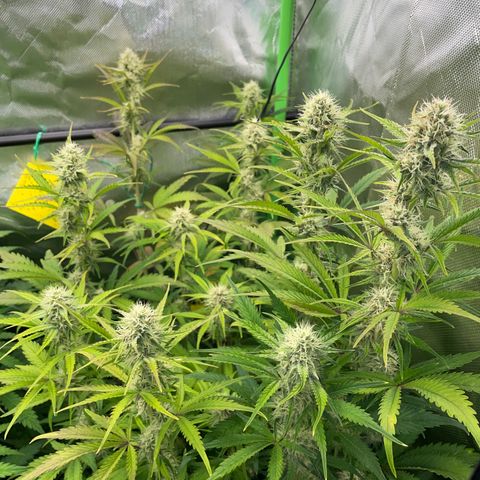 Foto de la cronología del growlog de Papaya Dragon Auto - by Killicz