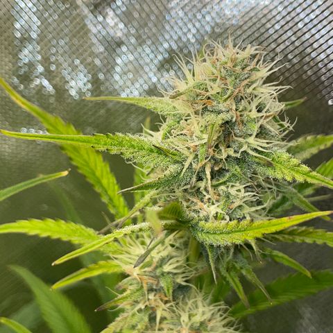 Foto de la cronología del growlog de Papaya Dragon Auto - by Killicz