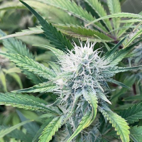 Foto de la cronología del growlog de Papaya Dragon Auto - by Killicz